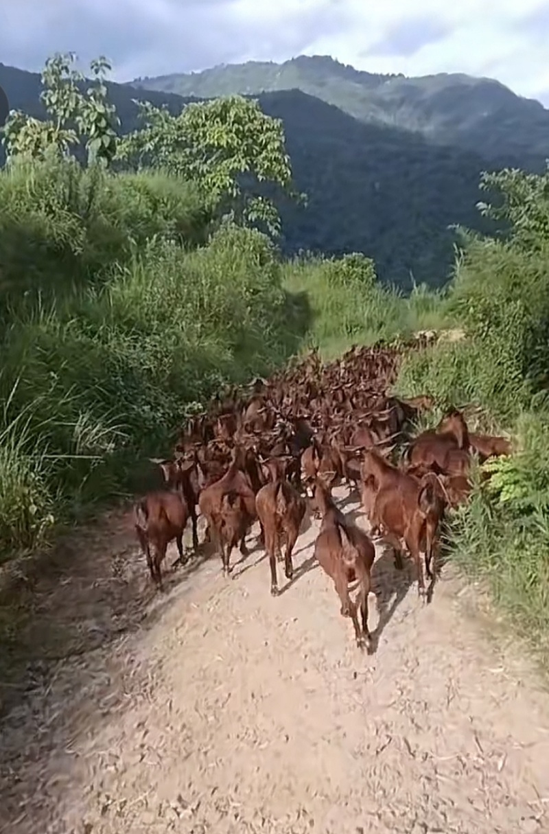 黄山羊