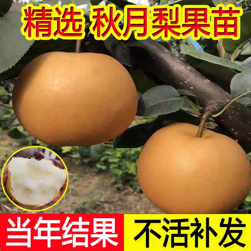 果园直发梨树苗秋月梨金秋蜜梨金果梨树苗包品种成活率