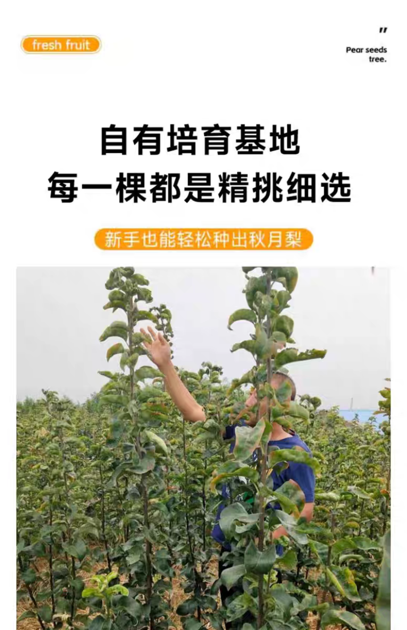 果园直发梨树苗秋月梨金秋蜜梨金果梨树苗包品种成活率