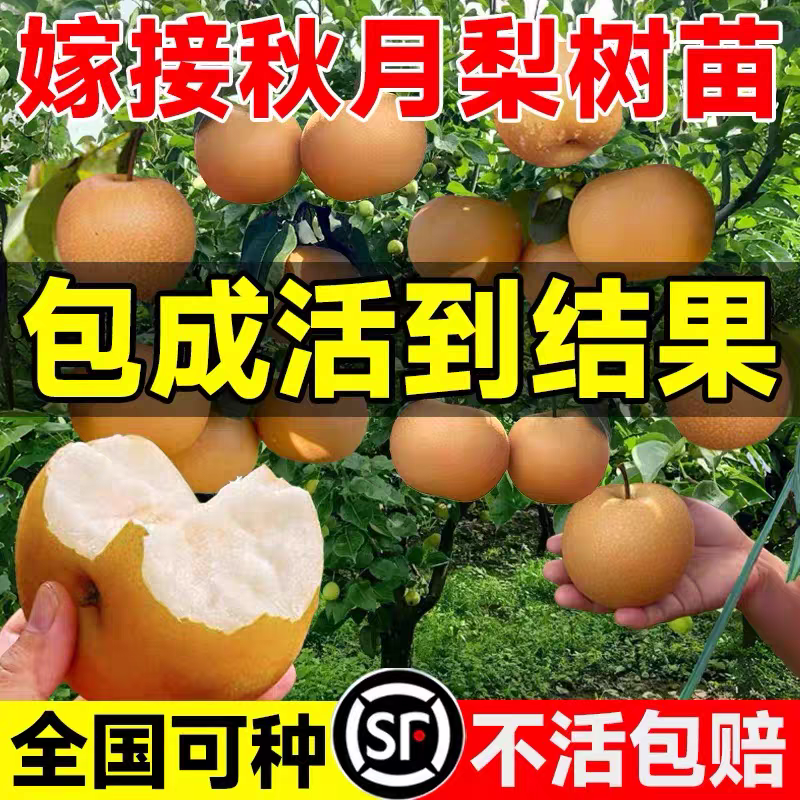 果园直发梨树苗秋月梨金秋蜜梨金果梨树苗包品种成活率