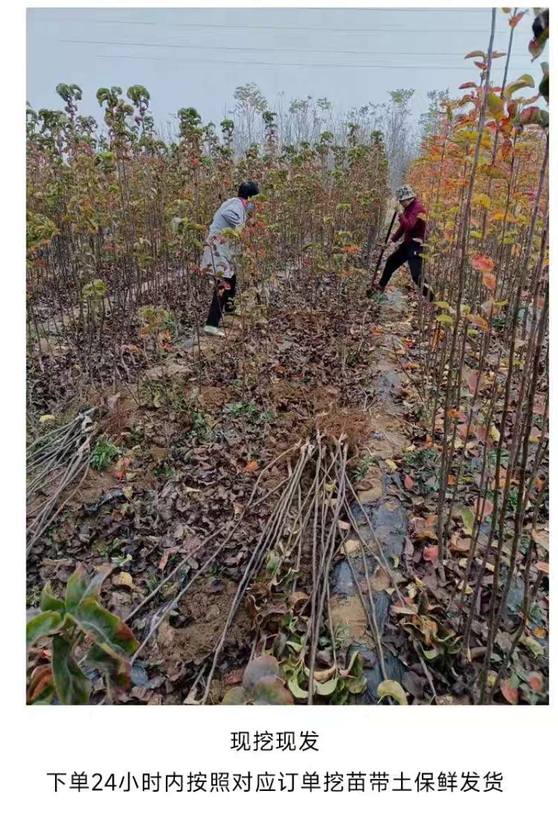 果园直发梨树苗秋月梨金秋蜜梨金果梨树苗包品种成活率
