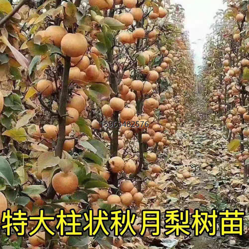 果园直发梨树苗秋月梨金秋蜜梨金果梨树苗包品种成活率