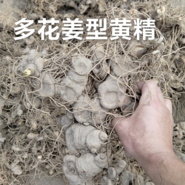 多花姜型黄精