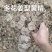 多花姜型黄精