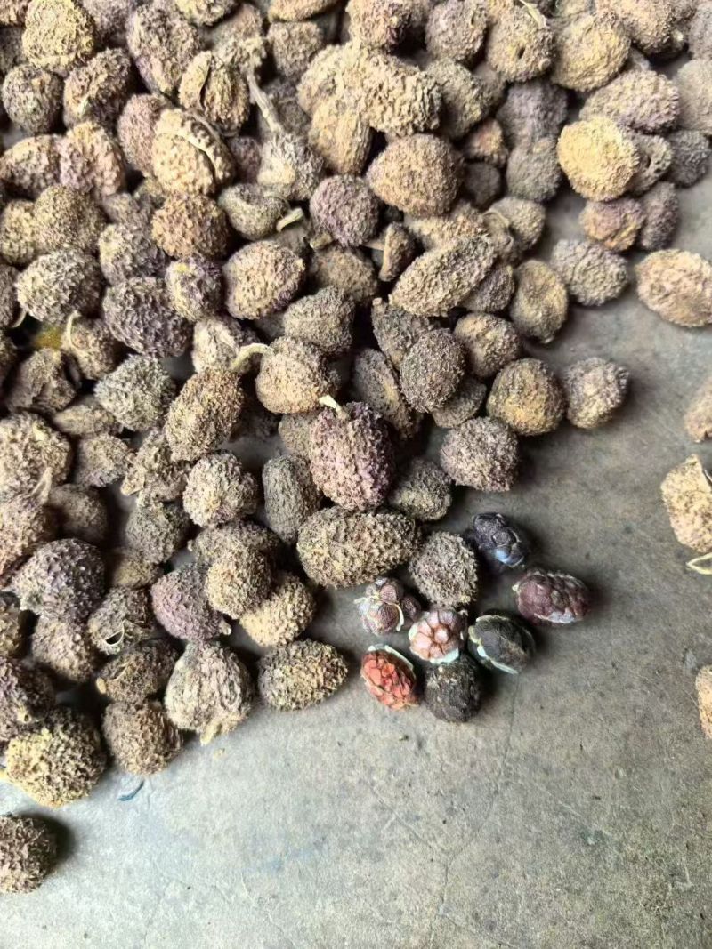 阳春砂仁