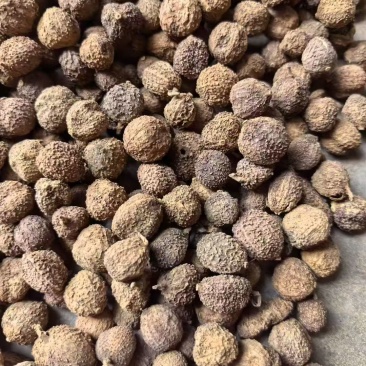 阳春砂仁