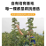 果园直发梨树苗早熟玉露香梨丰水梨包品种成活率