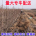果园直发梨树苗早熟玉露香梨丰水梨包品种成活率