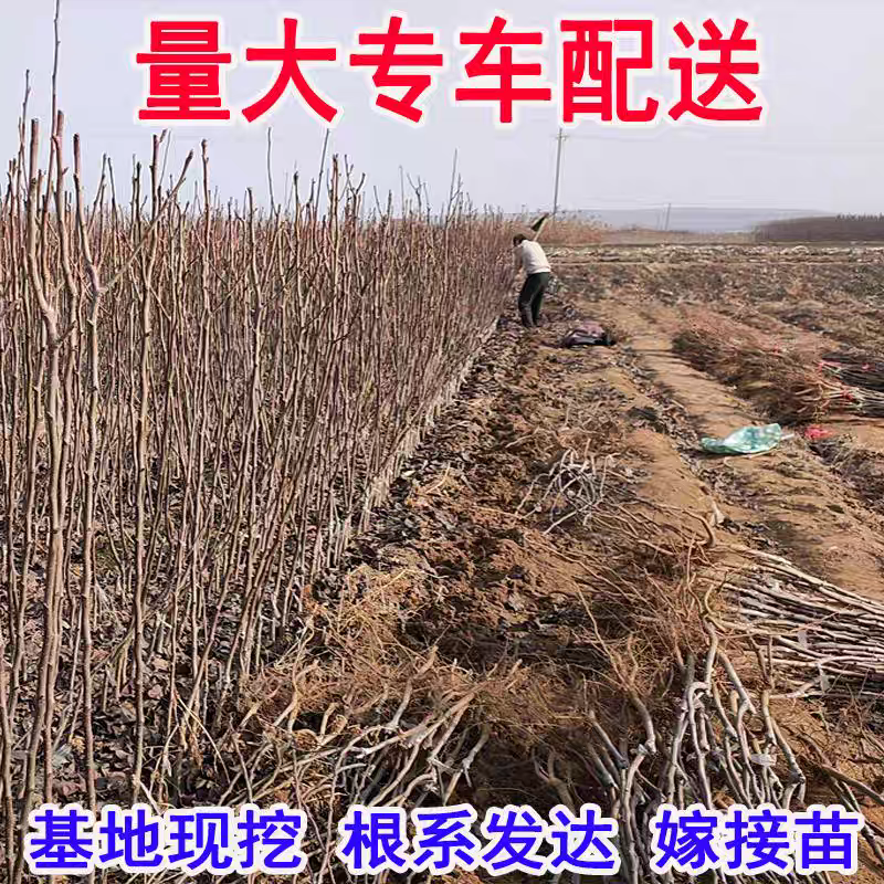 果园直发梨树苗早熟玉露香梨丰水梨包品种成活率
