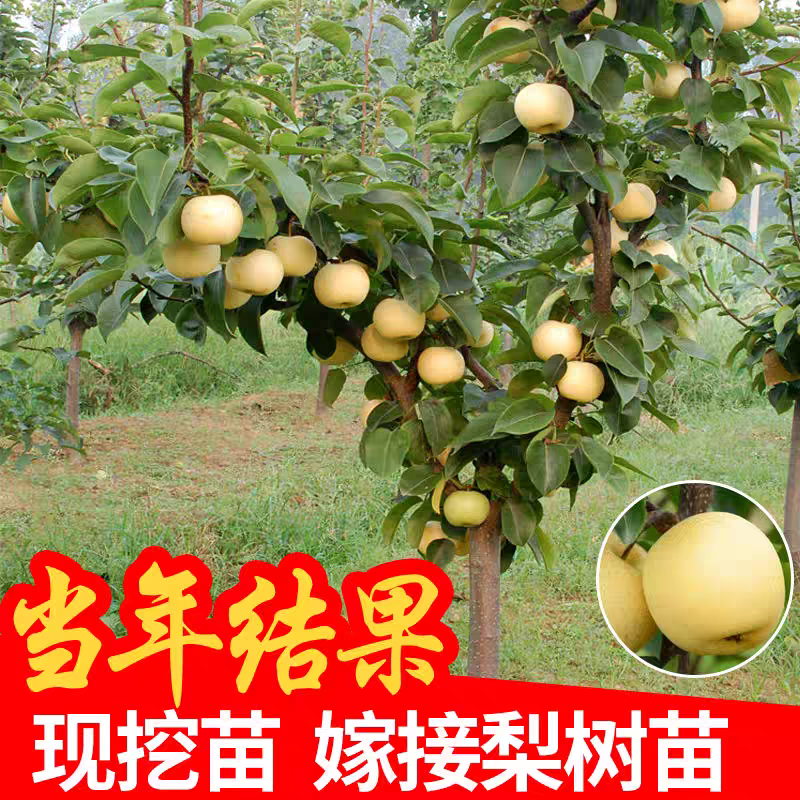 果园直发梨树苗早熟玉露香梨丰水梨包品种成活率