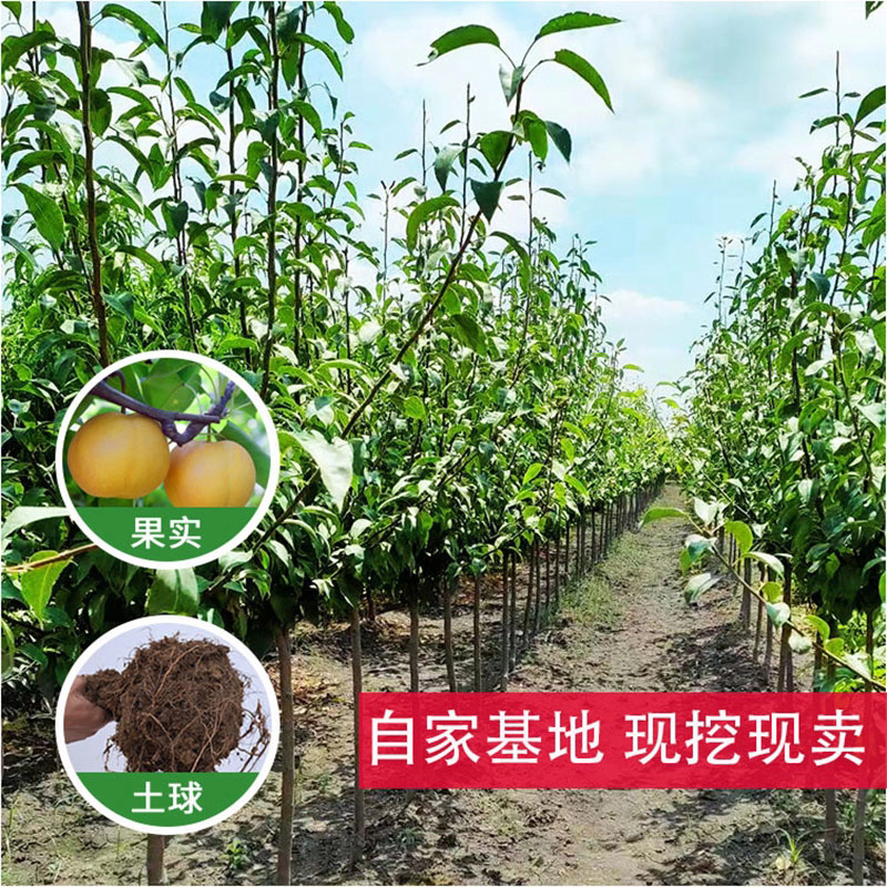 果园直发梨树苗早熟玉露香梨丰水梨包品种成活率