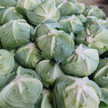 大量供应墨王包菜，正在上巿中