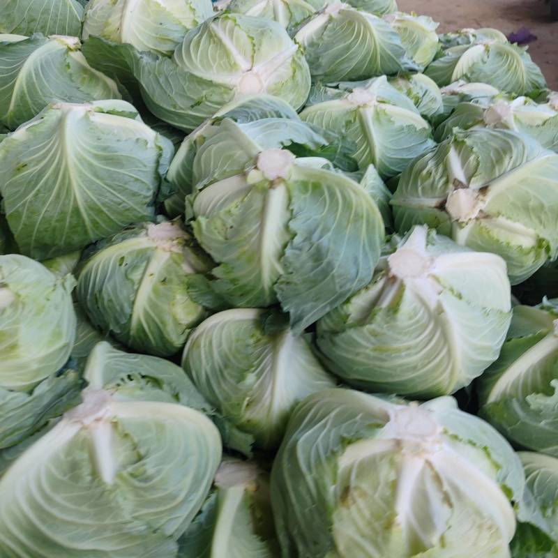 大量供应墨王包菜，正在上巿中