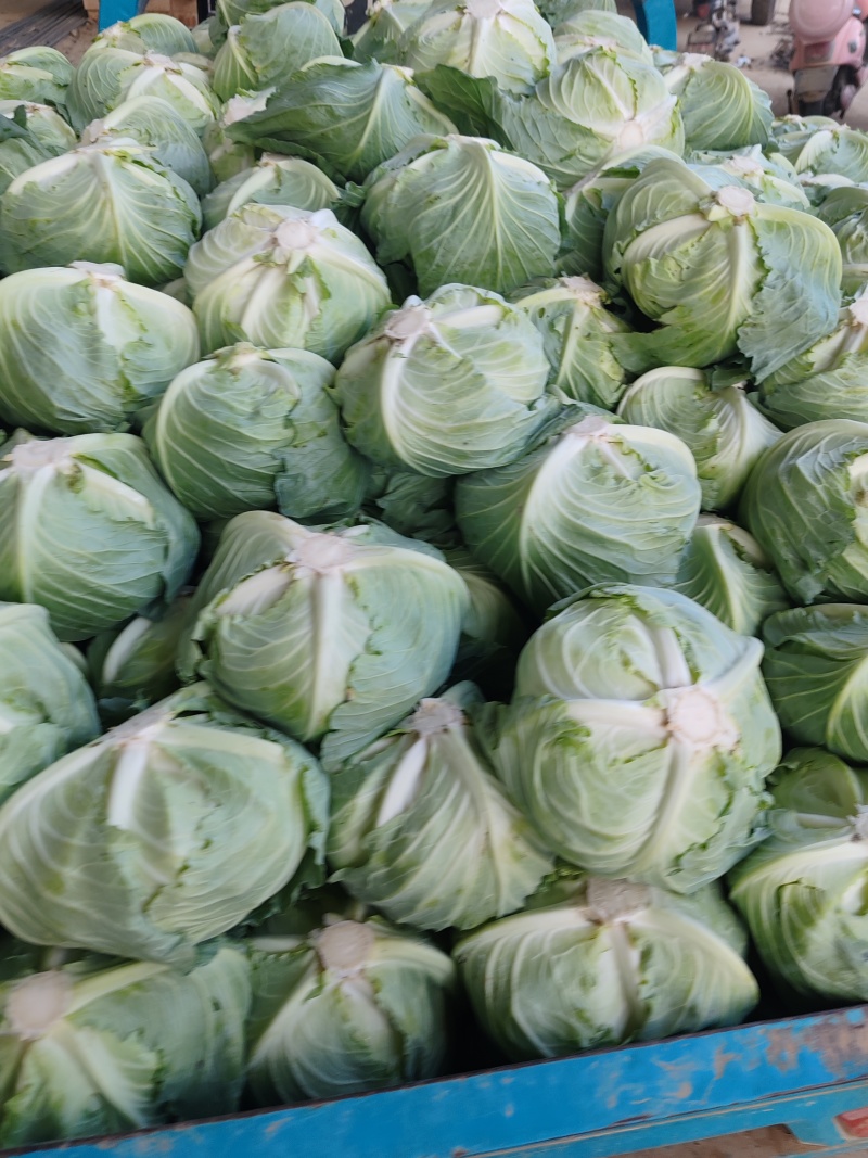 大量供应墨王包菜，正在上巿中