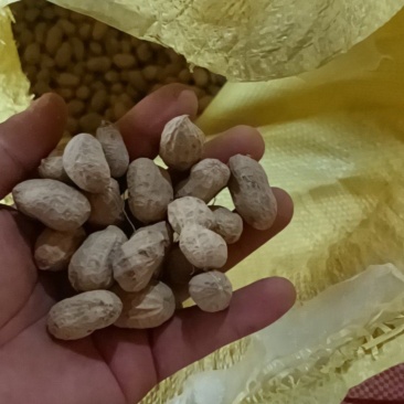 滁州花生