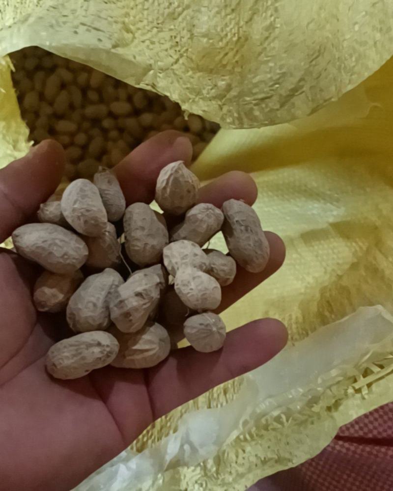 滁州花生