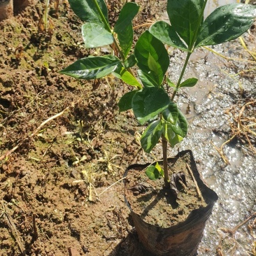 阿里山一号水枙子果苗