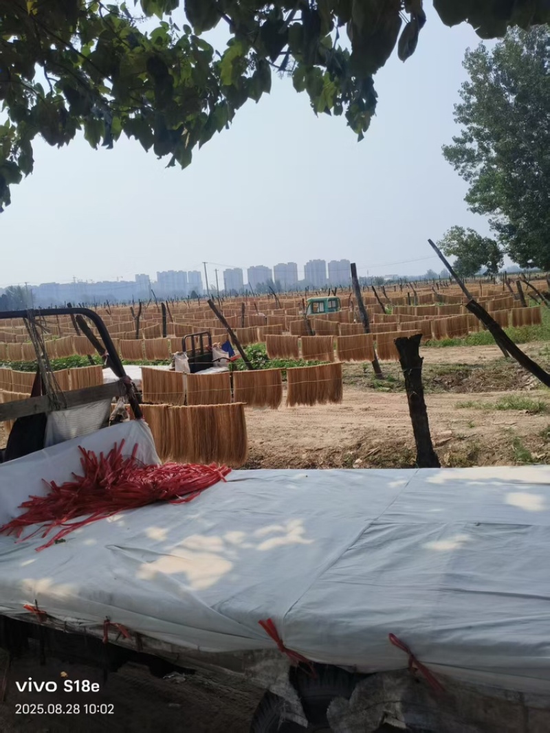 山东木薯粉条规格齐全厂家一手货源视频看货支持定做