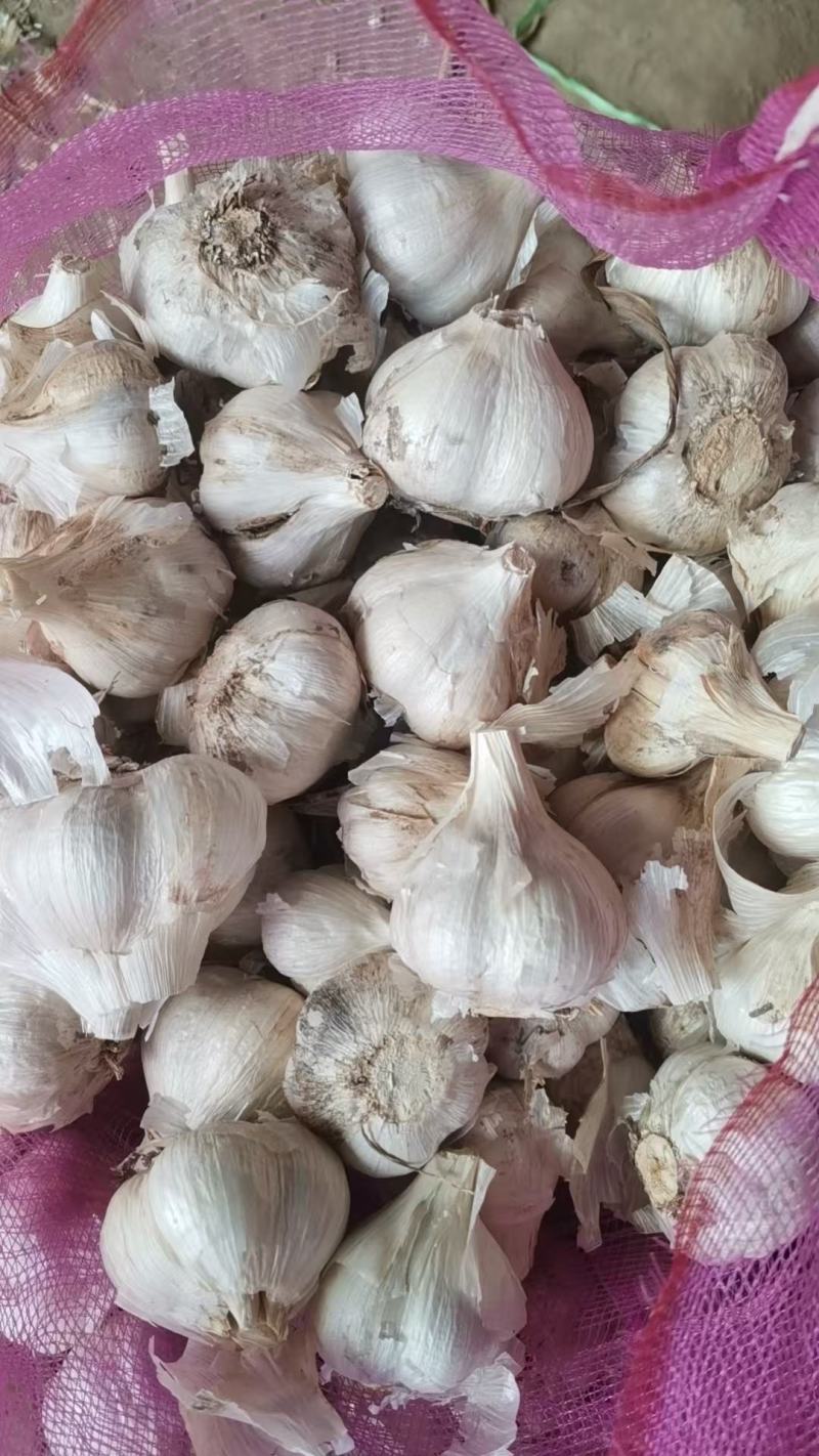 河北邯郸。永年四六瓣大白蒜，大量上市一手货源，视频看货