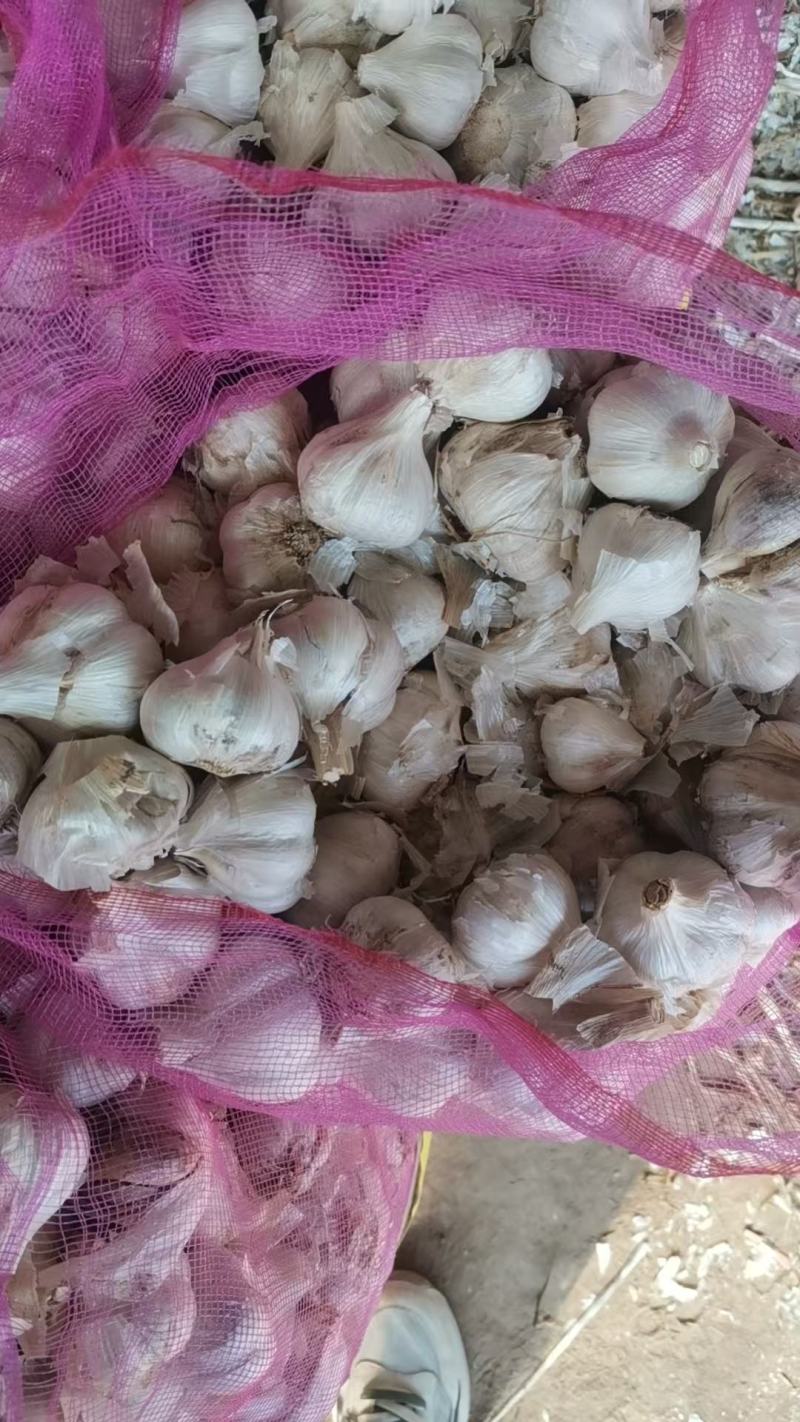 河北邯郸。永年四六瓣大白蒜，大量上市一手货源，视频看货