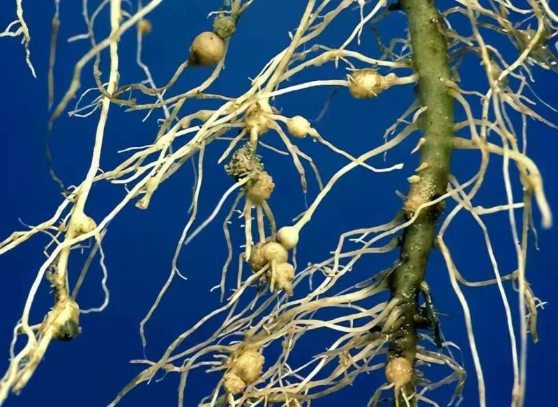 根结线虫专用微生物菌剂10亿活菌抑菌杀卵根茎线虫孢囊线虫