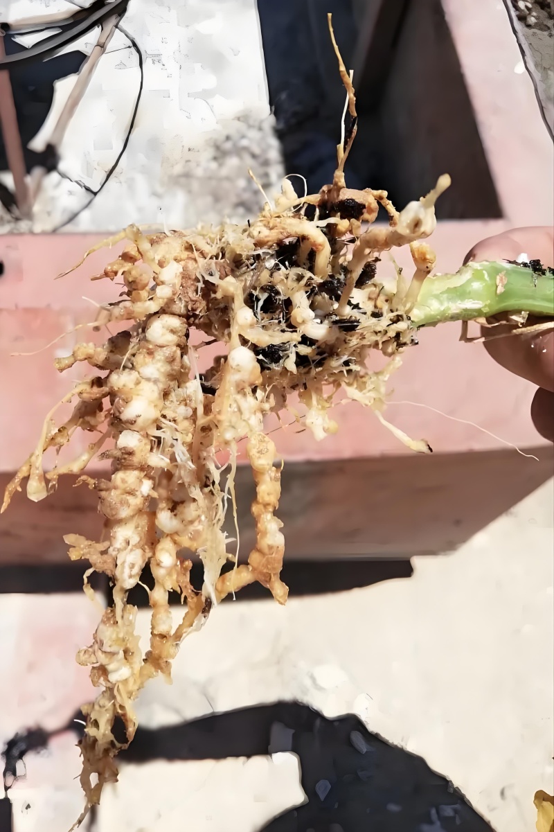 根结线虫专用微生物菌剂10亿活菌抑菌杀卵根茎线虫孢囊线虫