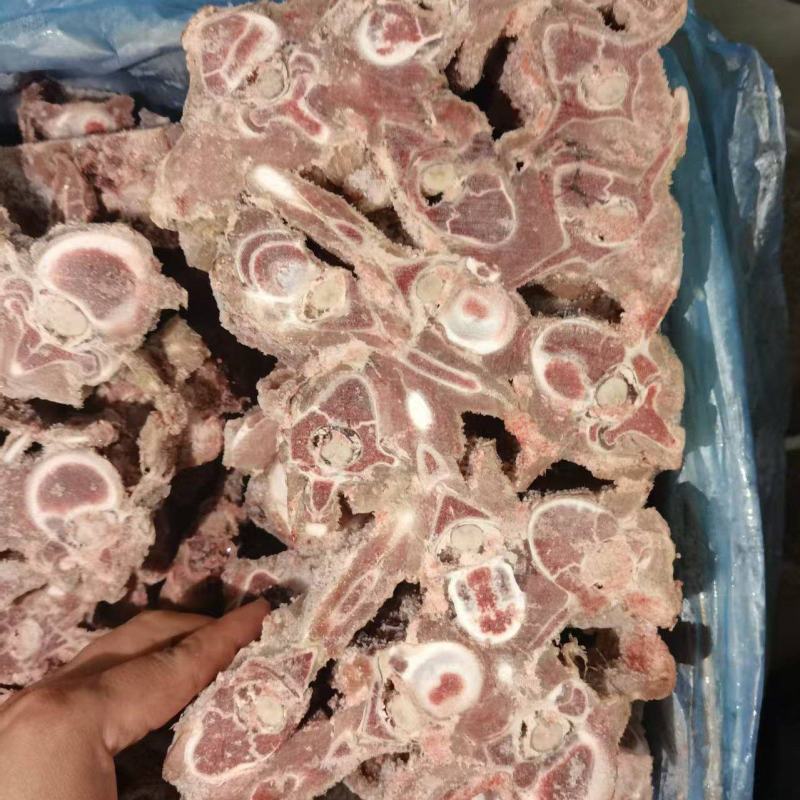 多肉羊蝎子