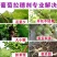 葡萄拉穗膨果葡萄专用肥料拉长果穗膨果含氨基酸水溶肥