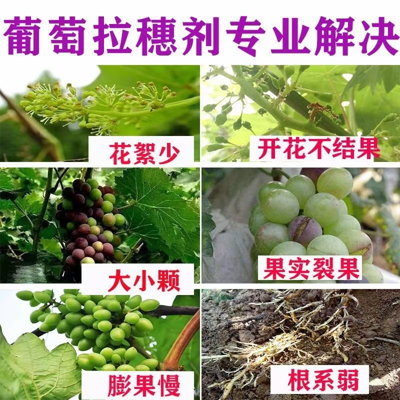 葡萄拉穗膨果葡萄专用肥料拉长果穗膨果含氨基酸水溶肥