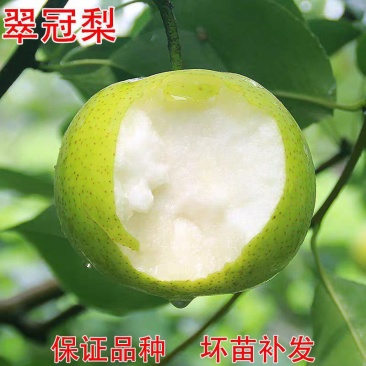 果园直发梨树苗早熟翠冠梨绿宝石梨现挖现发包品种成活率