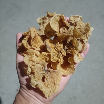 筛选羊肚耳好货源沙耳菌鹿肚耳干品自产自销羊肚耳批发零售价