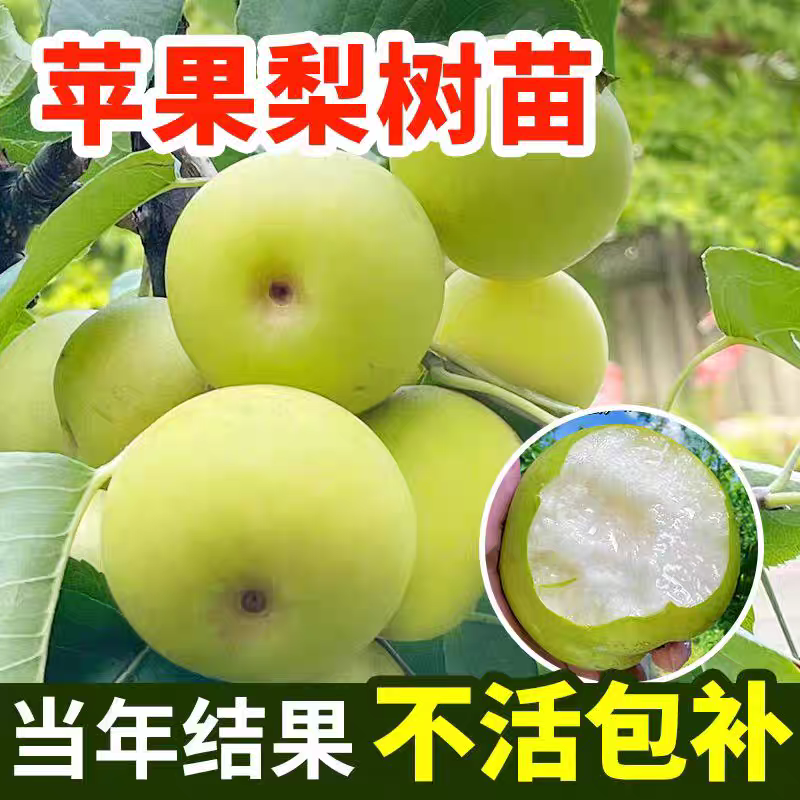 果园直发梨树苗早熟翠冠梨绿宝石梨现挖现发包品种成活率