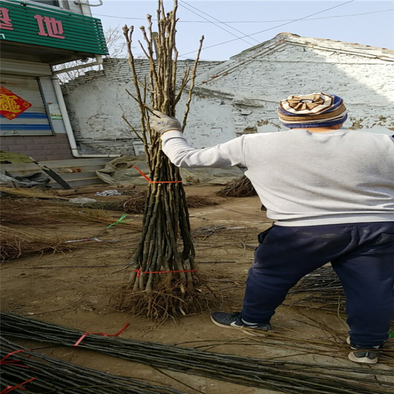 果园直发梨树苗早熟翠冠梨绿宝石梨现挖现发包品种成活率