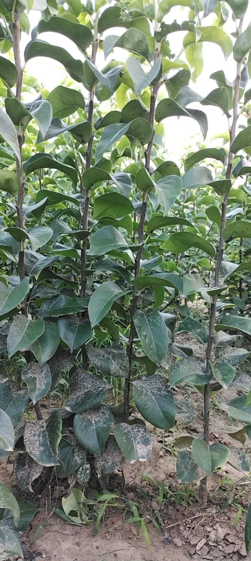 果园直发梨树苗早熟翠冠梨绿宝石梨现挖现发包品种成活率