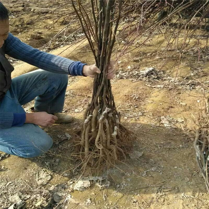 果园直发梨树苗早熟翠冠梨绿宝石梨现挖现发包品种成活率