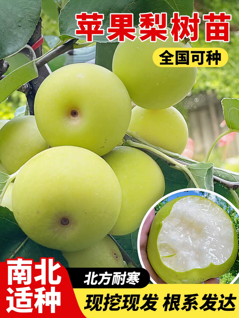 果园直发梨树苗早熟翠冠梨绿宝石梨现挖现发包品种成活率