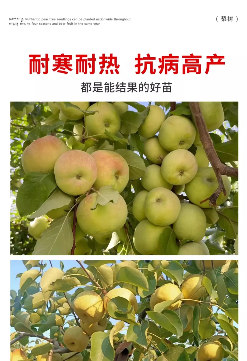 果园直发梨树苗早熟翠冠梨绿宝石梨现挖现发包品种成活率