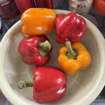红彩椒苗，黄彩椒苗，甜椒苗，灯笼椒苗，红黄方椒苗，圆椒苗