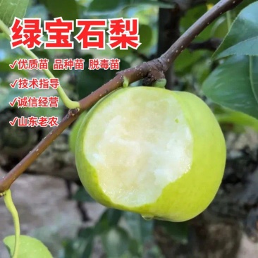 果园直发梨树苗早熟绿宝石梨翠冠梨苹果梨现挖现发包品种