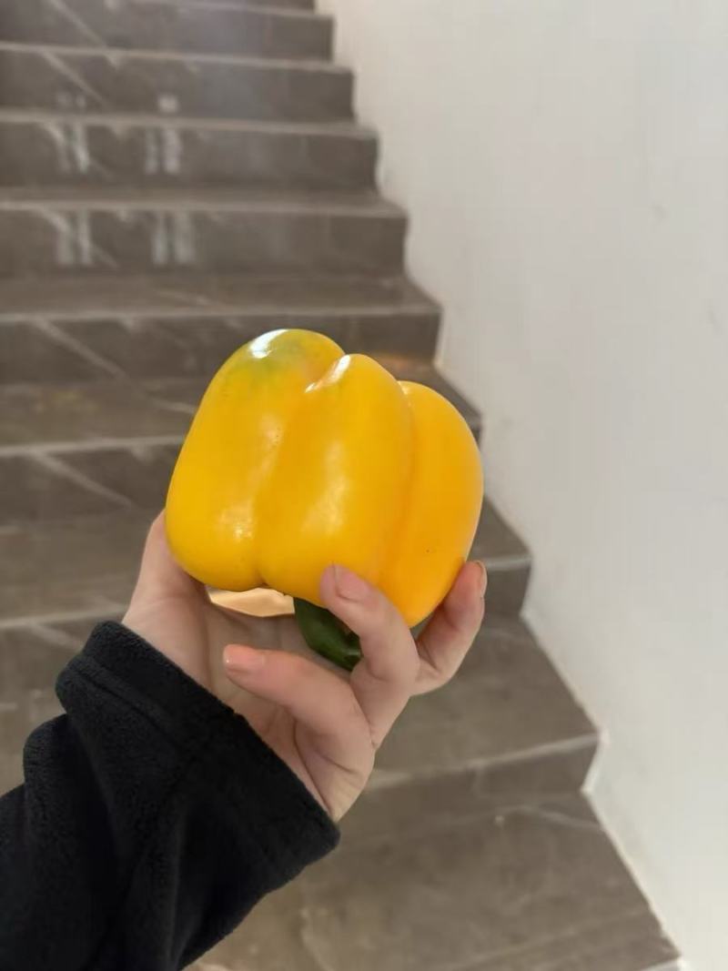 红彩椒苗，黄彩椒苗，甜椒苗，灯笼椒苗，红黄方椒苗，圆椒苗