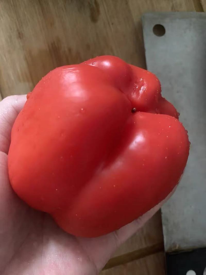 红彩椒苗，黄彩椒苗，甜椒苗，灯笼椒苗，红黄方椒苗，圆椒苗
