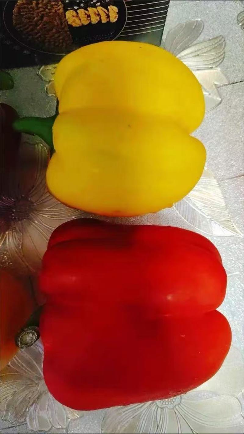 红彩椒苗，黄彩椒苗，甜椒苗，灯笼椒苗，红黄方椒苗，圆椒苗
