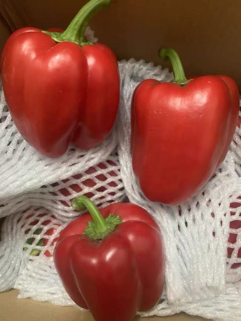 红彩椒苗，黄彩椒苗，甜椒苗，灯笼椒苗，红黄方椒苗，圆椒苗