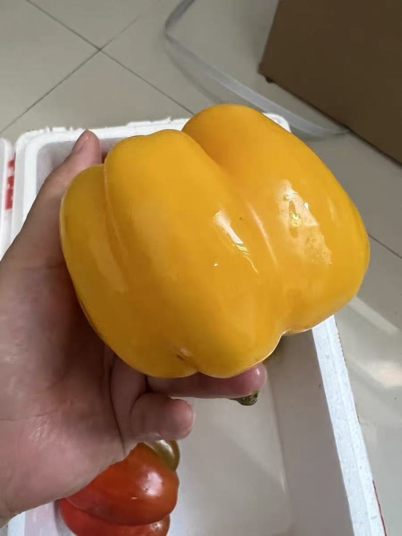 红彩椒苗，黄彩椒苗，甜椒苗，灯笼椒苗，红黄方椒苗，圆椒苗