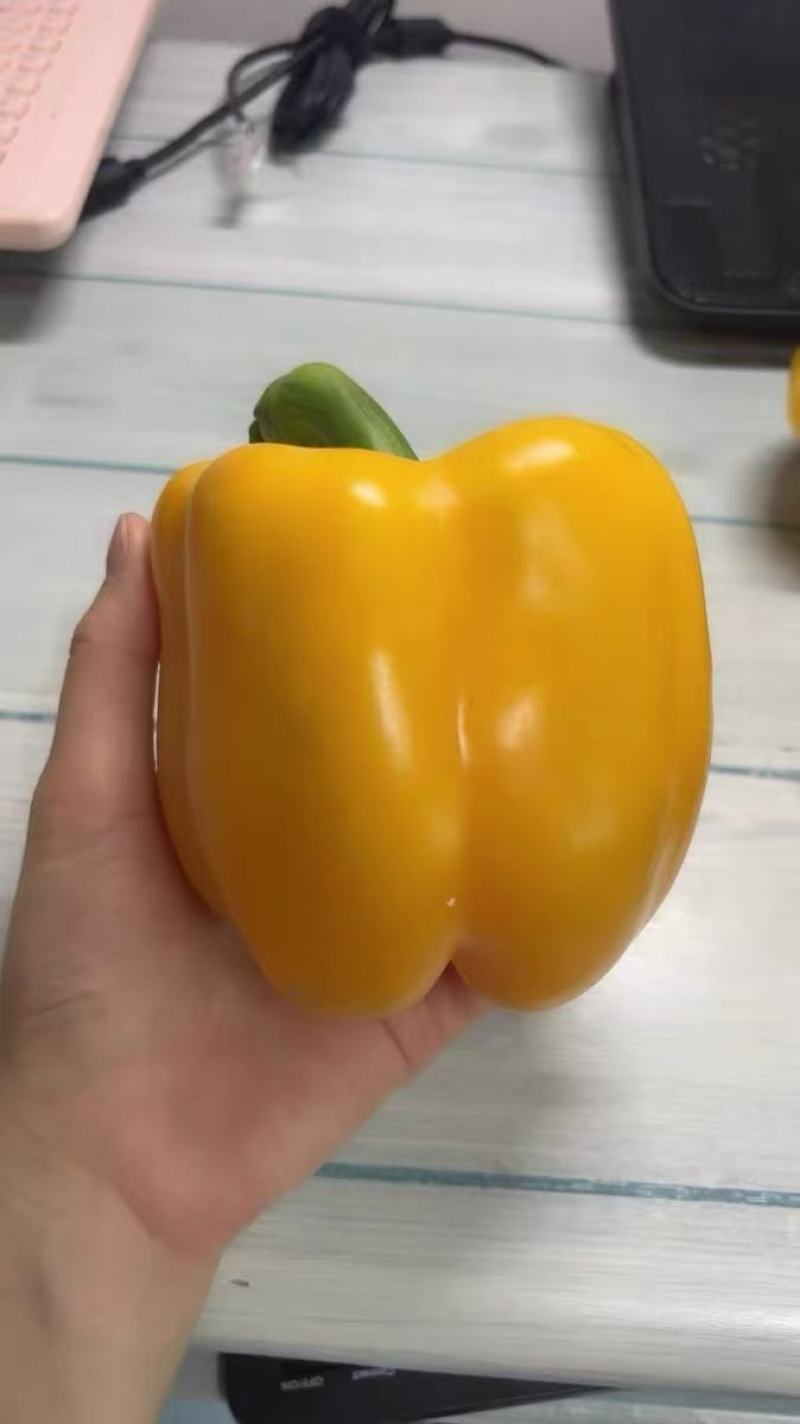 红彩椒苗，黄彩椒苗，甜椒苗，灯笼椒苗，红黄方椒苗，圆椒苗