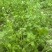 商丘香菜大量上市价格美丽诚信合作欢迎咨询下单