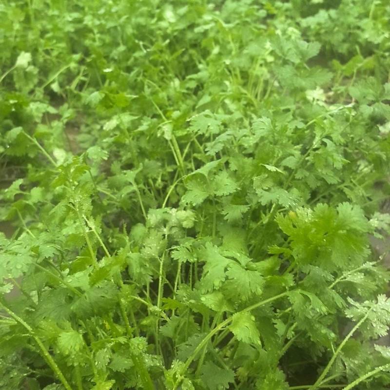 商丘香菜大量上市价格美丽诚信合作欢迎咨询下单