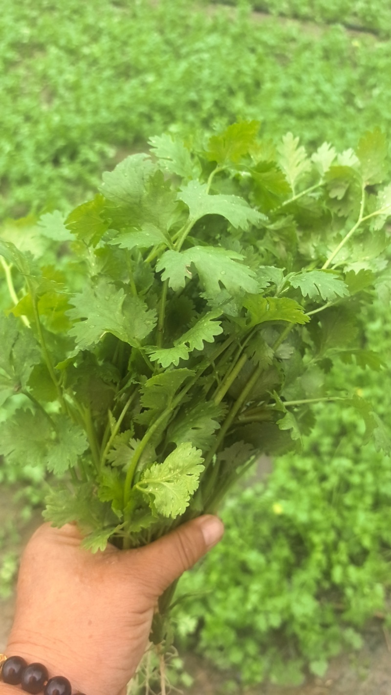 商丘香菜大量上市价格美丽诚信合作欢迎咨询下单
