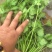 商丘香菜大量上市价格美丽诚信合作欢迎咨询下单