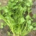 商丘香菜大量上市价格美丽诚信合作欢迎咨询下单